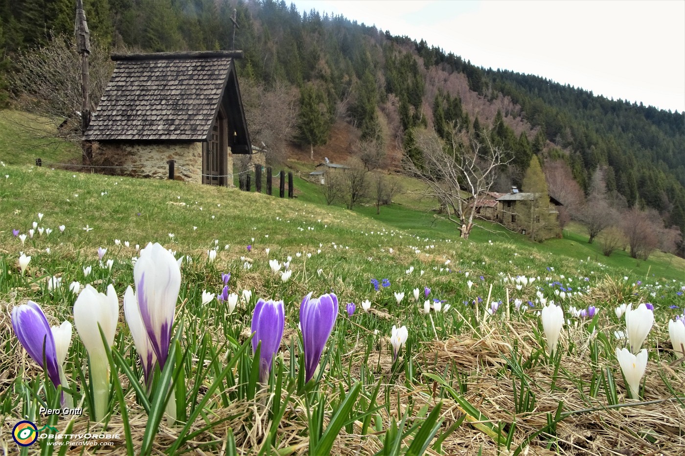 01 Crocus bianchi e violetti in fiore ai prati della Pigolotta.JPG